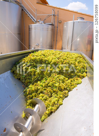 chardonnay corkscrew crusher destemmer in winemaking chardonnay corkscrew crusher destemmer in winemaking 126758099