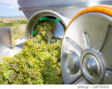 chardonnay corkscrew crusher destemmer in winemaking chardonnay corkscrew crusher destemmer in winemaking 126758102