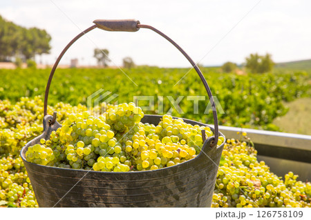 chardonnay harvesting with wine grapes harvest chardonnay harvesting with wine grapes harvest 126758109
