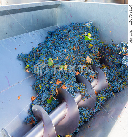 corkscrew crusher destemmer winemaking with grapes 126758114