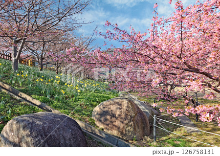河津桜(上関) 河津桜(上関) 126758131