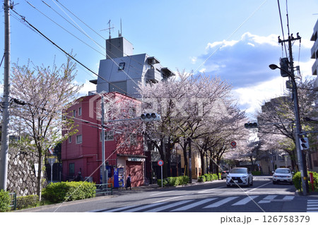 中野区・松が丘・中野通りの桜並木 中野区・松が丘・中野通りの桜並木 126758379