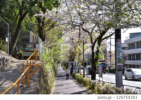 中野区・哲学堂下バス停と中野通りの桜並木 中野区・哲学堂下バス停と中野通りの桜並木 126758381