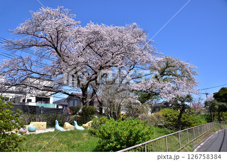杉並・玉川上水第二公園の桜並木 126758384