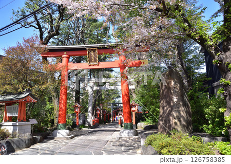 杉並・阿佐ヶ谷・馬橋稲荷神社の鳥居と桜 126758385