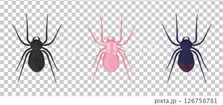 かっこかわいい蜘蛛のイラストセット 126758781