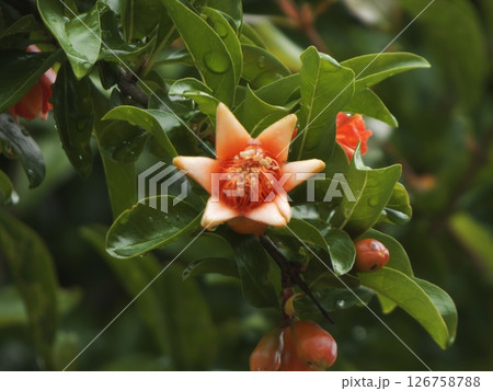 開き始めのザクロの花 開き始めのザクロの花 126758788