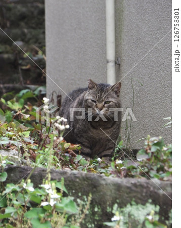 風格のあるキジトラ猫登場 126758801