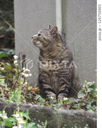キジトラ猫の横顔 キジトラ猫の横顔 126758803