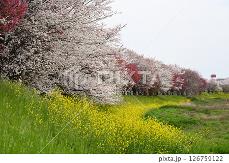 桜と菜の花 126759122