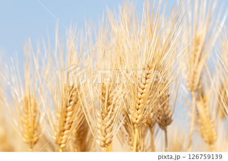 大麦の穂 大麦の穂 126759139