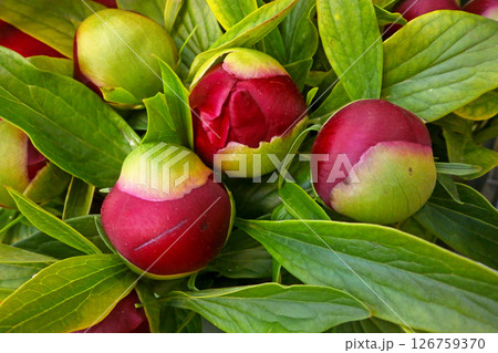 Peonies bouquet 126759370