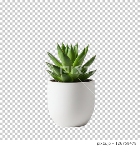 Small green succulent plant in a modern white ceramic pot isolated design element Small green succulent plant in a modern white ceramic pot isolated design element 126759479