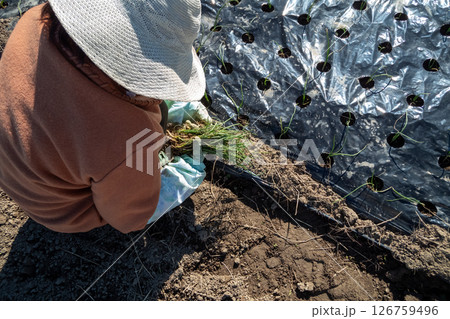 玉ねぎの苗を植える 玉ねぎの苗を植える 126759496