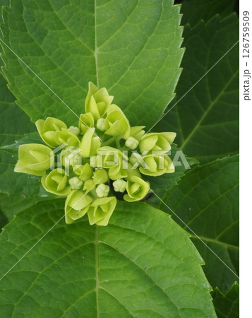 アジサイの蕾 126759509