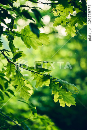Green Oak leaves in morning sunshine vertical Green Oak leaves in morning sunshine vertical 126759772