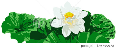 蓮の花 126759978