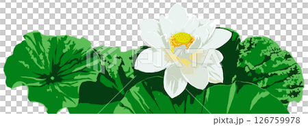 蓮の花 126759978