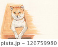 伏せてる柴犬 126759980