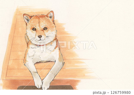 伏せてる柴犬 126759980