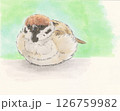 ふくらスズメ 126759982