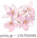 桜の花 126760086