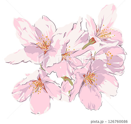 桜の花 126760086