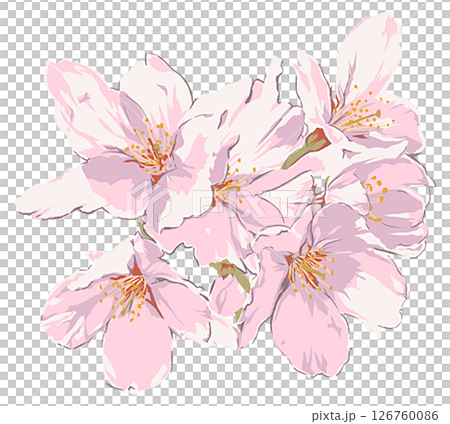 桜の花 126760086