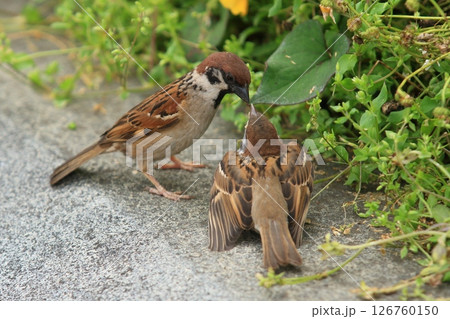 親雀からエサをもらう子雀　巣立ち直後の雀の親子 126760150