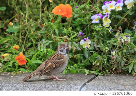 巣立ったばかりの雀 126761360