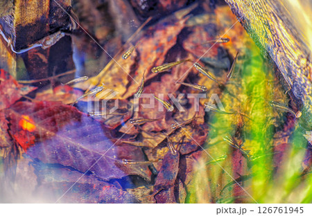 紅葉の水底と遊ぶメダカ 126761945