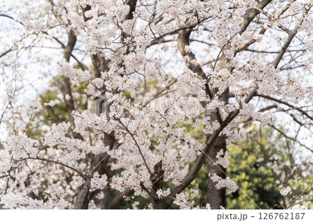 春の陽に咲く満開の桜④ 春の陽に咲く満開の桜④ 126762187