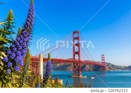 Golden Gate Bridge San Francisco purple flowers California Golden Gate Bridge San Francisco purple flowers California 126762315