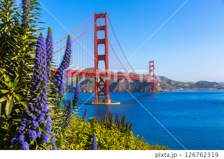 Golden Gate Bridge San Francisco purple flowers California 126762319