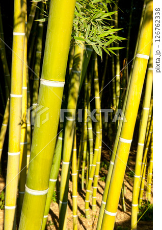 Bamboo cane field with selective focus Bamboo cane field with selective focus 126762338