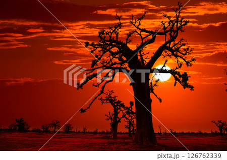Africa sunset in Baobab trees colorful Africa sunset in Baobab trees colorful 126762339