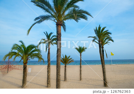 Benidorm palm trees beach in mediterranean alicante 126762363