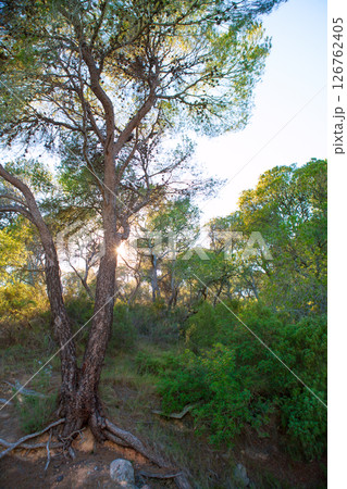 Calderona Sierra pine forest in Serra Naquera of Valencia 126762405