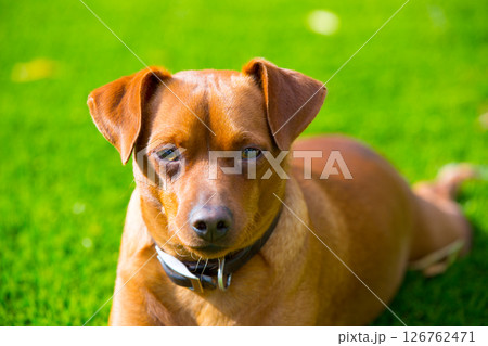Mini pinscher brown dog portrait laying in lawn Mini pinscher brown dog portrait laying in lawn 126762471