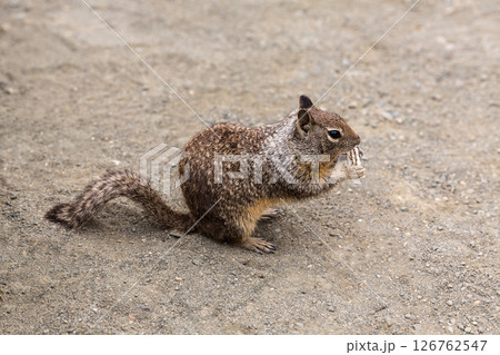 California Ground Squirrel eating tourist biscuit in Pacific Hwy 126762547