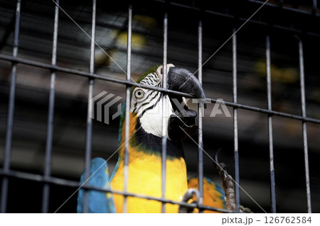 檻の中のルリコンゴウインコ 126762584