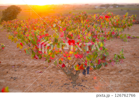 Autumn golden red vineyards sunset in Utiel Requena Autumn golden red vineyards sunset in Utiel Requena 126762766