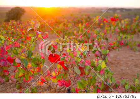 Autumn golden red vineyards sunset in Utiel Requena 126762768