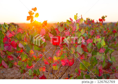 Autumn golden red vineyards sunset in Utiel Requena 126762769