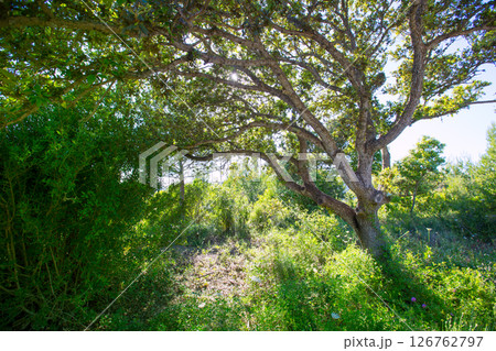 Menorca oak tree forest in northern cost near Cala Pilar 126762797