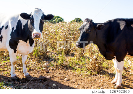 Menorca friesian cows cattle grazing near Ciutadella Menorca friesian cows cattle grazing near Ciutadella 126762869
