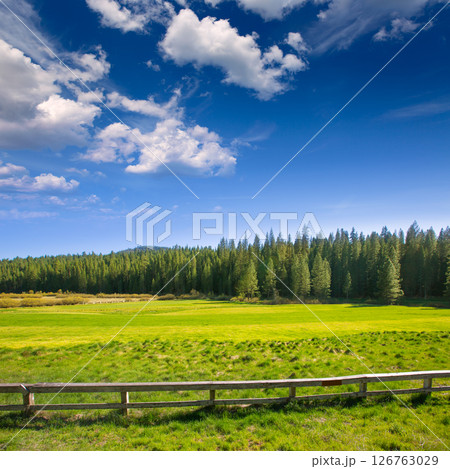 Yosemite meadows and forest in California Yosemite meadows and forest in California 126763029