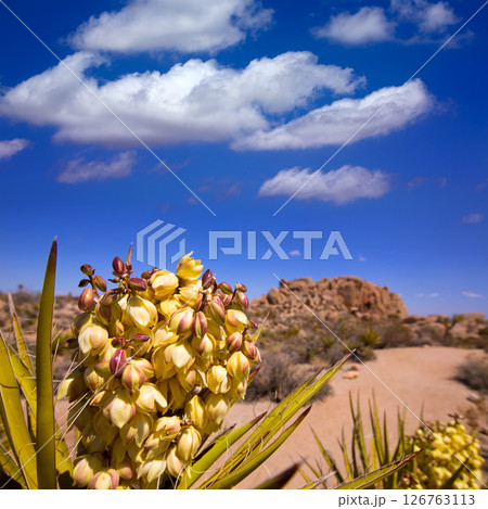 Yucca brevifolia flowers in Joshua Tree National Park Yucca brevifolia flowers in Joshua Tree National Park 126763113