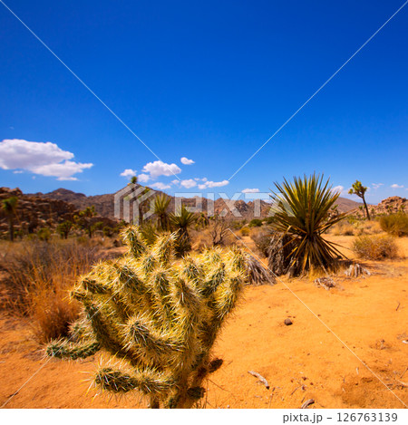 Joshua Tree National Park Yucca Valley Mohave desert California 126763139