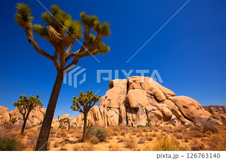 Joshua Tree National Park Yucca Valley Mohave desert California 126763140
